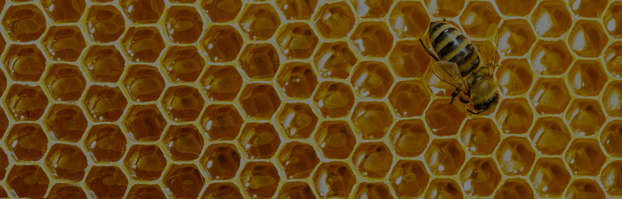 Keyvisual Glückhonig Corporate Design