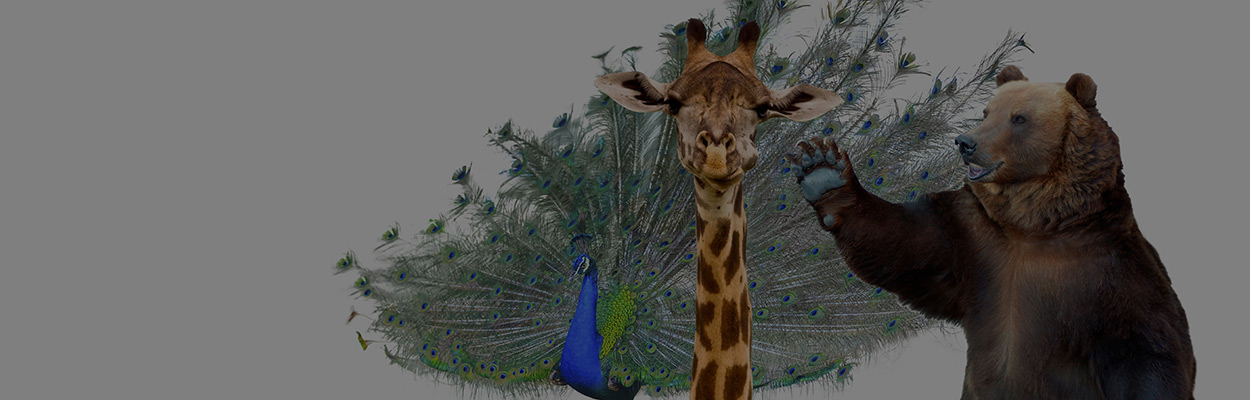 keyvisuals tierkampagne saint-gobain produktkampagne design